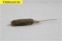 家鼷鼠藏品圖，第5張